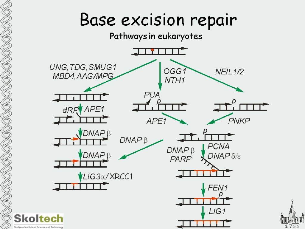 Base excision repair Pathways in eukaryotes
